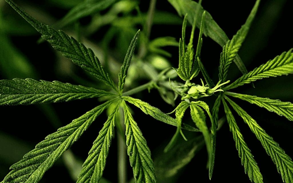 Cannabis - hva er det og kan man bli avhengig? 11 Prestasjonsangst